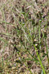 American burnweed